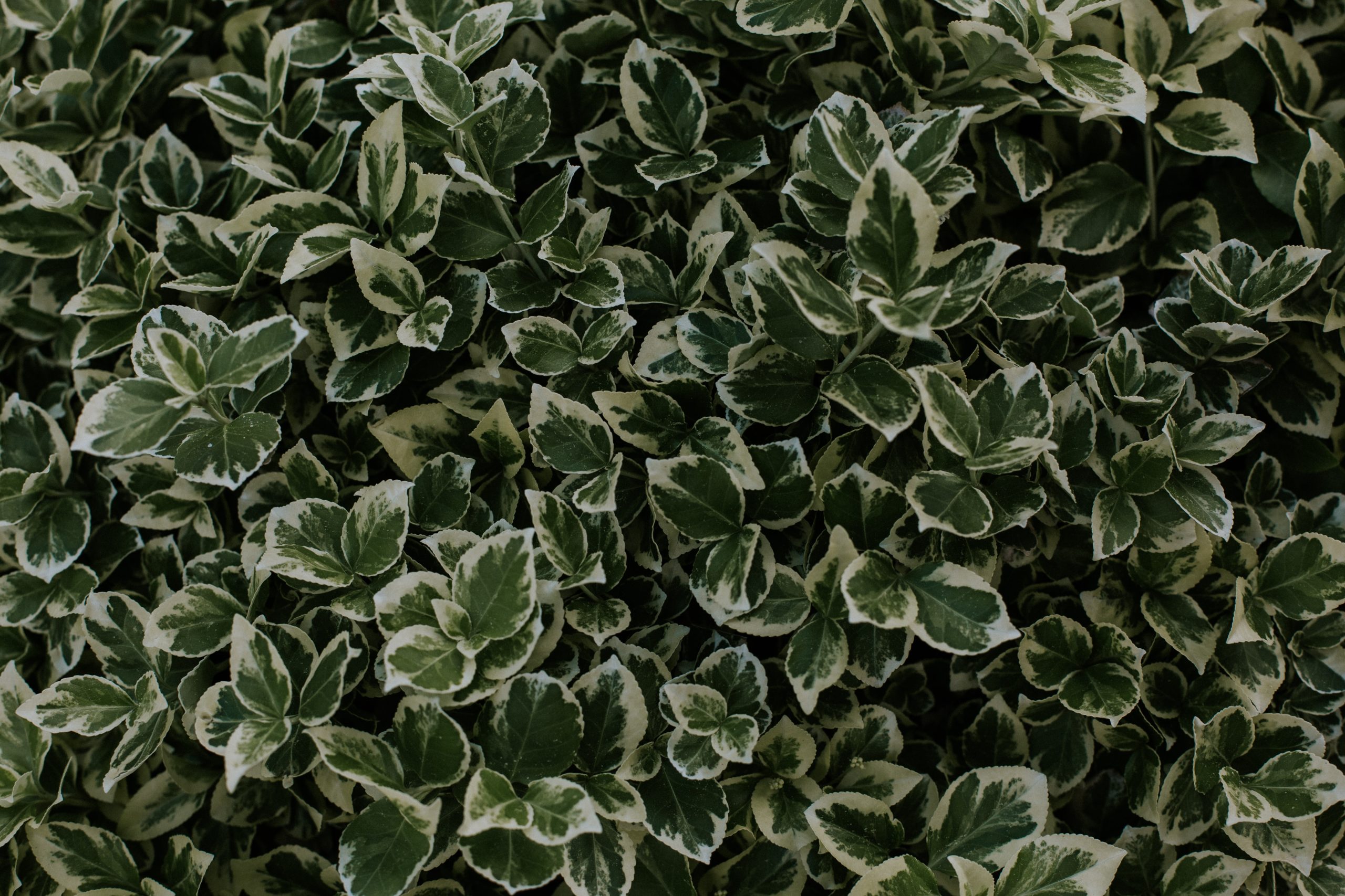 leafy plants